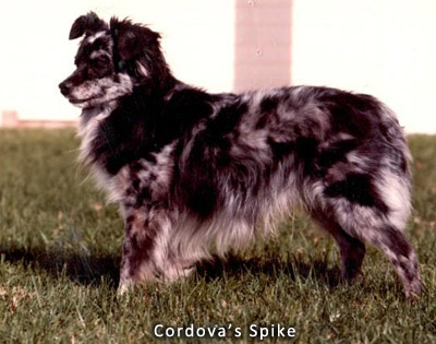 Cordova's Spike