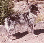 Cordova's Spike