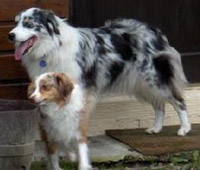 Jewel et Benji
