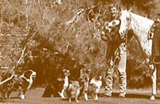 Chiens de l'élevage Valhalla